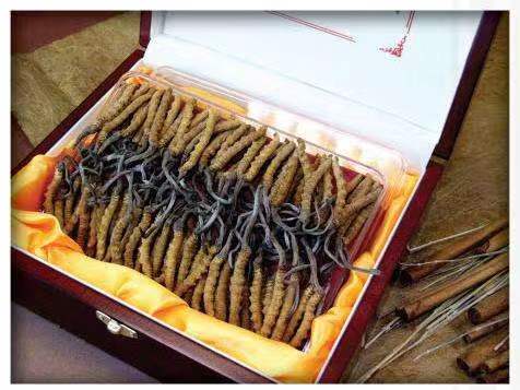 奉节冬虫夏草回收